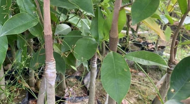 NHÂN GIỐNG VÔ TÍNH Ở THỰC VẬT – CÂY GIỐNG KỲ HẢI NAM